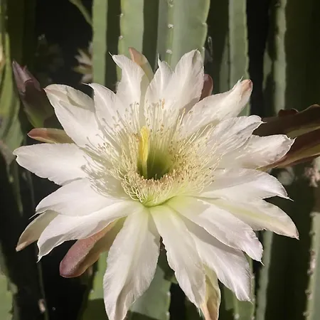 Casa vacanze Claros Capmany